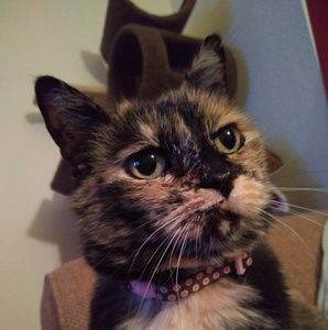 Meet your Posher, Cynthia